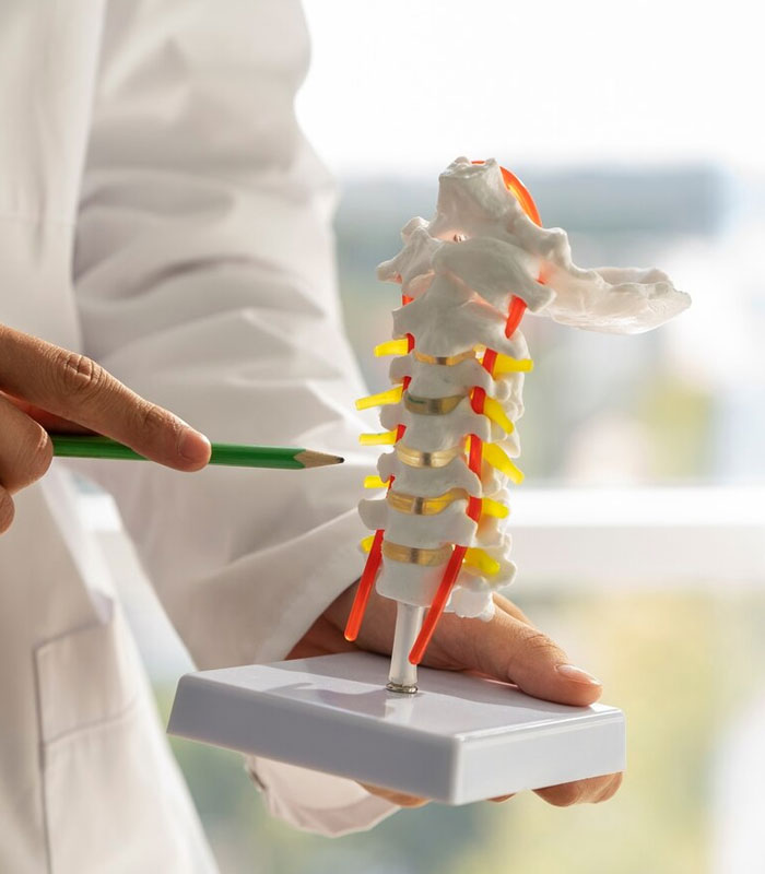 Spine